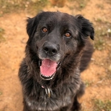 JULIA, Hund, Mischlingshündin in Spanien