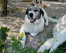 EROZ, Hund, Mastin Español in Spanien