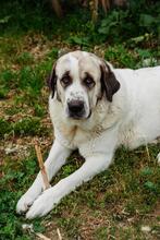 HERMINE, Hund, Mastin Español in Spanien