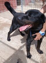 WILLY, Hund, Mischlingshund in Griechenland