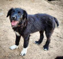 ALISIA, Hund, Mischlingshund in Spanien