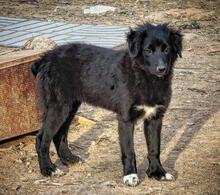 BORA, Hund, Mischlingshund in Spanien