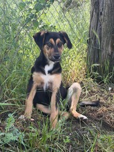 ELISSA, Hund, Mischlingshund in Bulgarien