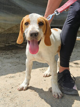 KNOPA, Hund, Mischlingshund in Kiel