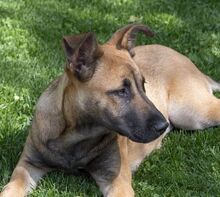 MALI, Hund, Malinois-Mix in Spanien