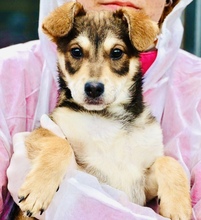 LUNA, Hund, Mischlingshund in Rumänien