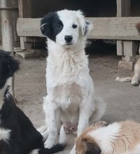 NUKA, Hund, Mischlingshund in Rumänien
