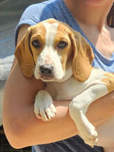 LUSHA, Hund, Mischlingshund in Dörverden