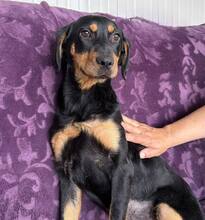 ELLY, Hund, Mischlingshund in Bulgarien