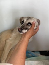 MIRI, Hund, Mischlingshund in Bulgarien