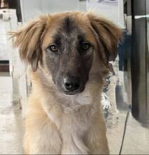 AMAZONE, Hund, Mischlingshund in Bulgarien