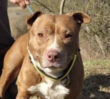 HAZEL, Hund, Staffordshire Bullterrier-Mischling in Slowakische Republik
