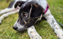 BLAIR, Hund, Mischlingshund in Bad Bramstedt