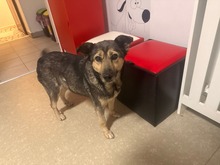 MICA, Hund, Mischlingshund in Rumänien
