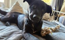 AMELA, Hund, Mischlingshund in Hamburg