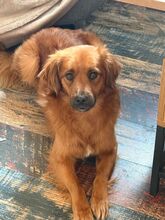 KISU, Hund, Mischlingshund in Rumänien