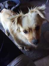 DEVI, Hund, Mischlingshund in Datteln
