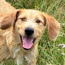 SALINO, Hund, Rauhaar-Mix in Greven