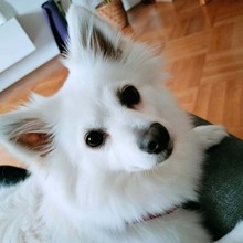 STELLA, Hund, Mittelspitz in Unterhaching