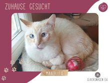 MANOLITO, Katze, Europäisch Kurzhaar in Bulgarien