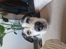 STEVIE, Hund, Mischlingshund in Berlin