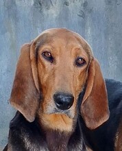 PAOLO, Hund, Segugio Italiano in Italien