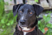 AMBER, Hund, Mischlingshund in Kroatien
