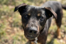 STEPHAN, Hund, Mischlingshund in Kroatien