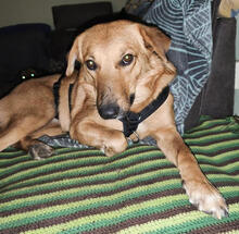 PENNY, Hund, Mischlingshund in Weißkeißel