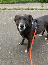BAGIRA, Hund, Mischlingshund in Bonn