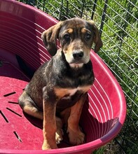 ELLI, Hund, Mischlingshund in Rumänien