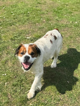 TIMO, Hund, Mischlingshund in Hamburg