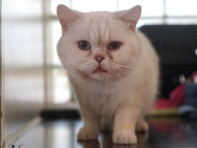 KING, Katze, Britisch Kurzhaar in Hamburg