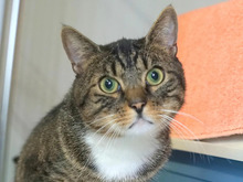 SCOTTY, Katze, Europäisch Kurzhaar in Hamburg