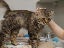 ZAZU, Katze, Norwegische Waldkatze - Mix in Hamburg