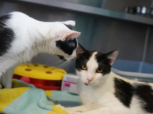 CEDE, Katze, Europäisch Kurzhaar in Hamburg