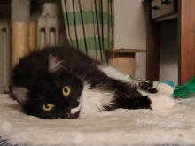 FRIEDA, Katze, Langhaar-Mix in Hamburg