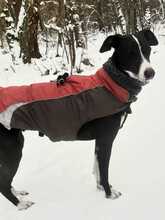 PANDORA, Hund, Galgo in Winsen