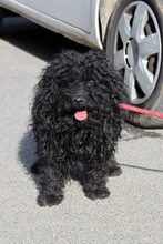 PALIKA2, Hund, Puli-Mix in Hamburg