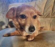 TOFFEE, Hund, Mischlingshund in Hamburg