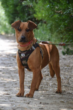 LATTE, Hund, Mischlingshund in Ungarn