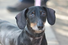 PADDY, Hund, Mischlingshund in Ungarn