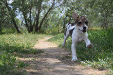 VONNY, Hund, Mischlingshund in Ungarn