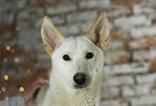 ICE, Hund, Mischlingshund in Ukraine