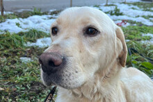 ALMIR, Hund, Labrador-Mischling in Kroatien