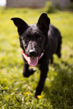 MIMA, Hund, Kroat.Schäferhund-Mix in Kroatien