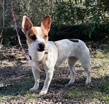 KIOMI, Hund, Mischlingshund in Spanien