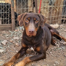 ENZO, Hund, Mischlingshund in Spanien