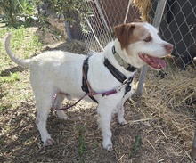 LOREN, Hund, Mischlingshund in Spanien