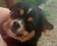 EVITA, Hund, Mischlingshund in Rumänien